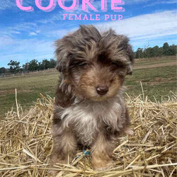 F1 Mini Bordoodle puppies /Poodle (Toy)/Both/Younger Than Six Months,Valleyrose Boredoodles have a litter of 10 gorgeous puppies available for their forever homes 