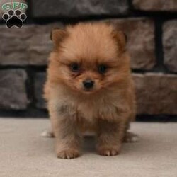 Georgia/Pomeranian									Puppy/Female	/6 Weeks,To contact the breeder about this puppy, click on the “View Breeder Info” tab above.