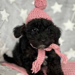 Ready to go now - Teacup Yorkie-poo pups 100% dna clear /Yorkshire Terrier/Both/Younger Than Six Months,BIN0010069095428RPBA memberJust 2 girls now available.White face puppy is a boy - blue beanie - middle size…still tiny…Black face is a girl - pink beanie (a bit longer in the body, a bit wider and shorter to the ground)Black and tan face puppy is a girl - yellow scarf (tiniest…most confident)This breed is so cool…tiny, cute as a button, playful, loving, loyal, clever, water loving, no aggression ever, shaggy floppy teddy bears just waiting to be your best friend. Way better than a cavoodle, groodle, Spoodle or other oodle .Our beautiful purebred yorkshire terrier girl and our gorgeous purebred red tiny teacup toy poodle have welcomed in a litter of first generation Yorkie poo puppies.They are crazy healthy - super tiny, full of beans, chunky, soft, squishy and loving.They are all toilet trained to go on their puppy pads. They have begun doggy door training and crate training for sleeping only.Our pups are given puppy culture training so we expose them early to different scents, sounds and experiences so they’re more resilient and settled with you.Our parents are 100% purebred. They are both 100% dna clear. They both live with us, are our pets and will always do. You are encouraged to meet them with the pups.Our mum breezed through her pregnancy and has been an incredible mum. Pups are fat, happy and so silky. Mum has done an amazing job keeping them full, clean and behaving.BIN0010069095428RPBA memberOur parents must have great personalities - loving, calm, friendly…not barkers, not bitey, not anxious. It helps create pups that have similar temperaments.Pups have been:✅ Given fresh frozen plasma at birth✅ Vet checked✅ Microchipped✅ Vaccinated✅ Wormed (fortnightly from 2 weeks old)Pups come with…✅ 6 weeks free puppy insurance✅ Soft crate (litter scented) to travel and sleep in✅ Baby blanket (litter scented)✅ Cuddle toy (litter scented)✅ Bag of Royal Canin Mini Puppy food✅ Digital thermometer✅ Microchip online transfer fee done and paid✅ 10 week wormer dose done✅ Vaccination schedule and passport✅ Puppy booklet explaining everything we’ve done with your pup so far and everything we recommend you do moving forward plus it has grooming and training tips, recipes and more.✅ 24/7 lifetime support and adviceMum is 100% no shed as is dad.Before enquiring we ask that you are sure you are ready to give one of our pups a home for their lifetime. Please also ensure you have permission from real estates, partners, parents etc before enquiring.We need to know about your life and the life you would offer our babies to make sure we match.Please message ******** 004 if interested in our fur babies. REVEAL_DETAILS 