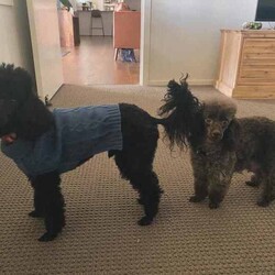 Purebred Toy Poodles/Poodle (Toy)/Female/Younger Than Six Months,2 black female toy poodle puppies available to loving, forever homes. They have been vaccinated, wormed fortnightly, vet checked and microchipped. Both parents have beautiful natures are can be viewed.Our puppies are happy, healthy and confident puppies that have been lovingly raised and well-socialised inside our home with children and other animals. Both have begun the process of toilet training using puppy pads and grass and are learning fast.Serious enquires via TEXT only please.