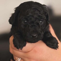 Purebred Toy Poodles/Poodle (Toy)/Female/Younger Than Six Months,2 black female toy poodle puppies available to loving, forever homes. They have been vaccinated, wormed fortnightly, vet checked and microchipped. Both parents have beautiful natures are can be viewed.Our puppies are happy, healthy and confident puppies that have been lovingly raised and well-socialised inside our home with children and other animals. Both have begun the process of toilet training using puppy pads and grass and are learning fast.Serious enquires via TEXT only please.