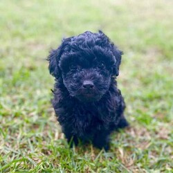 Purebred Toy Poodles/Poodle (Toy)/Female/Younger Than Six Months,2 black female toy poodle puppies available to loving, forever homes. They have been vaccinated, wormed fortnightly, vet checked and microchipped. Both parents have beautiful natures are can be viewed.Our puppies are happy, healthy and confident puppies that have been lovingly raised and well-socialised inside our home with children and other animals. Both have begun the process of toilet training using puppy pads and grass and are learning fast.Serious enquires via TEXT only please.