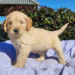 Adopt a dog:READY NOW, Spoodle Puppies, DNA CLEAR Cocker Spaniel x Mini Pood/Spoodle/Both/Younger Than Six Months,**** FREE DELIVERY TO WOLLONGONG, SYDNEY AND GOULBURN ON SATURDAY 3RD AUGUST ONLY **** REVEAL_DETAILS Exquisite looking FULLY DNA CLEARED first generation spoodle puppies, males available. Mum is a pure bred gold cocker spaniel and Dad is pure bred white miniature poodle. Both parents have been tested for Full Breed Profile DNA testing through Orivet and are CLEAR of any genetic diseases. Puppies will be ready to go to their new loving family as of Thursday 18th July 2024 at 8 weeks of age.Date of Birth 23rd May 2024.Spoodle’s make excellent family members who are very intelligent and are easy to train. They love spending time with their family and fare best when involved in all aspects of the family life. They are high energy dogs and enjoy a play at the park or a daily walk. Spoodle’s can adopted to living in small homes or apartments/units as long as they receive adequate daily exercise. Spoodles have a low-shed hypoallergenic coat which usually has a thick soft coat that can be curly, wavy or straight.I value myself as a very responsible and professional breeder. I have been breeding for almost 10 years. I breed under the NSW Animal Welfare Code of Breeding Cats and Dogs. I am also a Authorised Microchiper in NSW for cats and dogs.Your new family member will come vet checked, vaccinated, microchiped and wormed routinely at 2, 4, 6 and 8 weeks old. Your new family member will be ready to go to their new loving homes as of Thursday 18th July 2024 at 8 weeks of age.Located near Milton NSW which is 3 hours south of Sydney. I am more than happy to help with some travel if I can or to help arrange interstate transport at buyers expense. . I SEND WEEKLY UPDATED PHOTOS TO ALL NEW OWNERS UNTIL PICKUP. For more information please contact Mell on ******2014 text or call anytime. REVEAL_DETAILS Males advertised for $2300Females advertised for $2500Microchip Numbers:991001006155 889, 991001006155881, 991001006155891, 991001006155895, 991001006155882, 991001006155890, 991001006155894, 991001006155883 and 991001006155893Responsible Pet Breeders Australia Breeder ID Number 5283