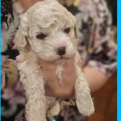 Toy poodle cross Maltese shih tzu ( shmoodle )/Maltese Shih Tzu/Both/Younger Than Six Months,I have a gorgeous litter of shmoodle puppies, They were born on the 9/06/24 and will be ready to go adter the 4th of agust. Shmoodle puppies are of a Maltese shihtzu Mother a pure bred toy poodle father. This breed are known for their quite and well behaved loving nature, this is a very popular breed for the whole family. Toy in size ranging from 4 kilos to 6 kilos. This gorgeous breed won't shed any hair, coat ranges from curly to straight hair. I have some reds with white markings and some apricots and cream.I'm a small breeder in Adelaide. My family pets are 2 shmoodle girls willow and pocket and 2 cavalier King Charles blenheim girl called baby and A Ruby girl called rosy, our gorgeous stud boy called Milo, red in color with very soft curly coat. I'm a fully accredited and registered breeder DACO140178 and also a member of RPBA 265As a registered breeder in SA we prioritize the health and well-being of our dogs and puppies, We provide a safe and clean environment with ample of space for the puppies to play in my home, they are loved, handled and played everyday by my children myself family and friends, our fur babies are part of our family and live in my home, no kennels or dog farm.
