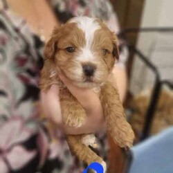 Toy poodle cross Maltese shih tzu ( shmoodle )/Maltese Shih Tzu/Both/Younger Than Six Months,I have a gorgeous litter of shmoodle puppies, They were born on the 9/06/24 and will be ready to go adter the 4th of agust. Shmoodle puppies are of a Maltese shihtzu Mother a pure bred toy poodle father. This breed are known for their quite and well behaved loving nature, this is a very popular breed for the whole family. Toy in size ranging from 4 kilos to 6 kilos. This gorgeous breed won't shed any hair, coat ranges from curly to straight hair. I have some reds with white markings and some apricots and cream.I'm a small breeder in Adelaide. My family pets are 2 shmoodle girls willow and pocket and 2 cavalier King Charles blenheim girl called baby and A Ruby girl called rosy, our gorgeous stud boy called Milo, red in color with very soft curly coat. I'm a fully accredited and registered breeder DACO140178 and also a member of RPBA 265As a registered breeder in SA we prioritize the health and well-being of our dogs and puppies, We provide a safe and clean environment with ample of space for the puppies to play in my home, they are loved, handled and played everyday by my children myself family and friends, our fur babies are part of our family and live in my home, no kennels or dog farm.