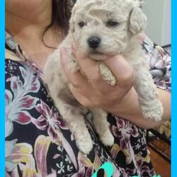 Toy poodle cross Maltese shih tzu ( shmoodle )/Maltese Shih Tzu/Both/Younger Than Six Months,I have a gorgeous litter of shmoodle puppies, They were born on the 9/06/24 and will be ready to go adter the 4th of agust. Shmoodle puppies are of a Maltese shihtzu Mother a pure bred toy poodle father. This breed are known for their quite and well behaved loving nature, this is a very popular breed for the whole family. Toy in size ranging from 4 kilos to 6 kilos. This gorgeous breed won't shed any hair, coat ranges from curly to straight hair. I have some reds with white markings and some apricots and cream.I'm a small breeder in Adelaide. My family pets are 2 shmoodle girls willow and pocket and 2 cavalier King Charles blenheim girl called baby and A Ruby girl called rosy, our gorgeous stud boy called Milo, red in color with very soft curly coat. I'm a fully accredited and registered breeder DACO140178 and also a member of RPBA 265As a registered breeder in SA we prioritize the health and well-being of our dogs and puppies, We provide a safe and clean environment with ample of space for the puppies to play in my home, they are loved, handled and played everyday by my children myself family and friends, our fur babies are part of our family and live in my home, no kennels or dog farm.