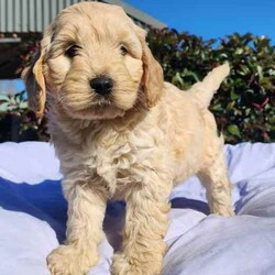 Adopt a dog:READY NOW, Spoodle Puppies, DNA CLEAR Cocker Spaniel x Mini Pood/Spoodle/Both/Younger Than Six Months,**** FREE DELIVERY TO WOLLONGONG, SYDNEY AND GOULBURN ON SATURDAY 3RD AUGUST ONLY **** REVEAL_DETAILS Exquisite looking FULLY DNA CLEARED first generation spoodle puppies, males available. Mum is a pure bred gold cocker spaniel and Dad is pure bred white miniature poodle. Both parents have been tested for Full Breed Profile DNA testing through Orivet and are CLEAR of any genetic diseases. Puppies will be ready to go to their new loving family as of Thursday 18th July 2024 at 8 weeks of age.Date of Birth 23rd May 2024.Spoodle’s make excellent family members who are very intelligent and are easy to train. They love spending time with their family and fare best when involved in all aspects of the family life. They are high energy dogs and enjoy a play at the park or a daily walk. Spoodle’s can adopted to living in small homes or apartments/units as long as they receive adequate daily exercise. Spoodles have a low-shed hypoallergenic coat which usually has a thick soft coat that can be curly, wavy or straight.I value myself as a very responsible and professional breeder. I have been breeding for almost 10 years. I breed under the NSW Animal Welfare Code of Breeding Cats and Dogs. I am also a Authorised Microchiper in NSW for cats and dogs.Your new family member will come vet checked, vaccinated, microchiped and wormed routinely at 2, 4, 6 and 8 weeks old. Your new family member will be ready to go to their new loving homes as of Thursday 18th July 2024 at 8 weeks of age.Located near Milton NSW which is 3 hours south of Sydney. I am more than happy to help with some travel if I can or to help arrange interstate transport at buyers expense. . I SEND WEEKLY UPDATED PHOTOS TO ALL NEW OWNERS UNTIL PICKUP. For more information please contact Mell on ******2014 text or call anytime. REVEAL_DETAILS Males advertised for $2300Females advertised for $2500Microchip Numbers:991001006155 889, 991001006155881, 991001006155891, 991001006155895, 991001006155882, 991001006155890, 991001006155894, 991001006155883 and 991001006155893Responsible Pet Breeders Australia Breeder ID Number 5283