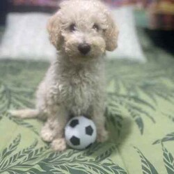 Miniature poodles pups/Poodle (Miniature)/Both/Younger Than Six Months,Miniature poodle pups, male and female vaccinated vet checked micro chipped born 26 /4/2024 light apricot cream in colour ready to go now second smartest dogs in the world poodles