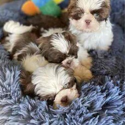 Shih Tzu Puppies /Shih Tzu/Both/Younger Than Six Months,All have very beautiful calm nature, raised in a loving family , handled and cuddles 