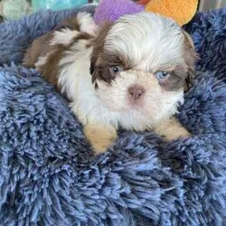 Shih Tzu Puppies /Shih Tzu/Both/Younger Than Six Months,All have very beautiful calm nature, raised in a loving family , handled and cuddles 