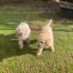 Miniature poodles pups/Poodle (Miniature)/Both/Younger Than Six Months,Miniature poodle pups, male and female vaccinated vet checked micro chipped born 26 /4/2024 light apricot cream in colour ready to go now second smartest dogs in the world poodles
