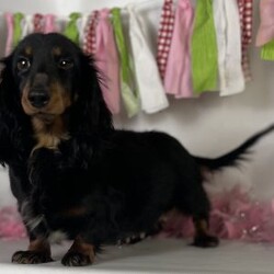 Wendy/Dachshund									Puppy/Female	/12 Weeks,Hey There, My name is Wendy! I am a very beautiful female ACA Mini Dachshund puppy! I was born on April 23rd, 2024. I am looking for my new family, could that be with you? If you choose me I will come home to you with my vaccinations and deworming up to date and I will also be ACA Registered. If you think that I am the perfect pup for your family, then please call or text to find out more information about me!