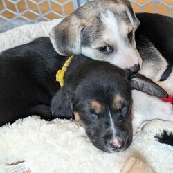 Adopt a dog:Oberlin/Labrador Retriever/Female/Adult,Name: Oberlin

Breed: Lab mix

Age: 8 weeks 7/22 (though vet estimates them to be older)

Gender: Female

Size: Medium

Pet has special needs: No

Shots up to date: Yes

Ok with kids: Yes

Housetrained: No

Hypoallergenic: No

Spayed: No

Ok with dogs: Yes

Ok with cats: Not sure

 

Hello, world! I'm Oberlin, the quiet observer of the pack. Everyone says my markings are stunning. I'm not really sure what that means, but it seems good!

 

I'm part of the Raleigh Roads litter rescued by PIPs. We are officially the most adorable 11 puppies in the South! Because our mom is around 40 lbs, our foster parents think we will be around that size once we are all grown up. We are toy experts, love to run around the yard and get along well with other dogs. There are three human kids here caring for us and we love them!

 

Currently, we are practicing our crate time and going outside to potty. We have had our first shots and microchip. When the time comes, our spay and neuter is covered by the rescue with adoption.

 

If you're looking for a new family member that's equal parts playful and snuggly, look no further! Come meet me!