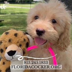 Adopt a dog:Pink/Cockapoo/Female/Baby,Pink, a charming light cinnamon female cockapoo puppy, is eagerly awaiting her forever home. Born this year on April 27, 2024, this little bundle of joy comes from a loving lineage—her mom is a 24 lb cream Cocker Spaniel, and her dad is a 25 lb grey merle Poodle. Pink’s mom was surrendered to us because her previous owners no longer wanted her, but now Pink and her siblings have the chance for a bright future. She will be adopted with a spay contract to ensure her health and well-being. This playful pup would be adopted into a home with someone who can be around most of the time or with another dog for companionship. A fenced yard would be a wonderful bonus for Pink to explore and play safely. If you're looking for a delightful and affectionate addition to your family, Pink could be the perfect match. If you are interested in adopting, please fill out an application at https://www.floridacocker.org/adoptions. For more information, please call 813-245-1833. Potential adopters must have a verifiable veterinary history and should be willing to travel to the Tampa area for adoption if approved. ONLY APPROVED APPLICANTS WILL BE CONTACTED. This post will be removed once dog is placed. Please share this post!