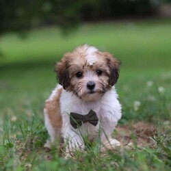 Chance/Shih-Poo									Puppy/Male	/9 Weeks,Meet our adorable Shihpoo puppy, Chance! With his fluffy coat and playful personality, he is the perfect companion for anyone seeking a loving furry friend. He loves cuddling up on the couch as much as he enjoys chasing after his favorite toys in the backyard. He has been raised in a caring home environment, receiving lots of attention and socialization. He is up-to-date on vaccinations and comes with his first vet check complete to ensure he transitions smoothly into his new family. The mom is a stunning Shitzu named Alice, weighing 14lbs. She is a very caring momma to her little puppies and has a very friendly and gentle personality. The dad Zackie, is a Poodle weighing 12lbs. He is very lively and loves running around outdoors whenever he gets the chance. If you have any questions or want to schedule a visit you can call or text -Barkman Family