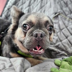 Adopt a dog:Corneliu/French Bulldog/Male/Adult,Bonjour! My name is Corneliu Robertus, and I'm a charming 1-year-old Frenchie searching for my furever home!

I recently found myself at The Milk Drunk Foundation after being surrendered by a breeder. Let me tell you, snuggles and belly rubs are way more fun than whatever that life was!

I'm a total sweetheart with a heart (and snorts) of gold. I get along swimmingly with other furry friends, so whether you have a feline roommate or a playful pup pack, I'm happy to join the crew!

My ideal day involves playtime with squeaky toys, long naps in sunbeams, and showering my humans with wet kisses.  

If you're looking for a cuddly companion with a mischievous side, then look no further!    

I promise to bring endless laughter, loyalty, and enough Frenchie charm to melt your heart.