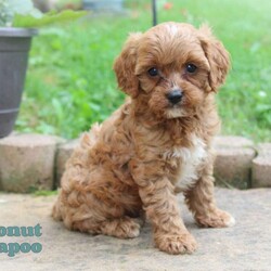 Coconut/Cavapoo									Puppy/Male	/8 Weeks