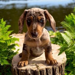 KC registered miniature daschund puppies/Miniature daschund/Mixed Litter/9 weeks,****One chocolate dapple boy with piercing blue eyes left.
Ready now****


We have carefully chosen an excellent temperament breeding of super cute mini dachshund puppies.

All will carry cream.
Mum is our super chilled chocolate dapple mini dachshund kc reg pra clear, very sociable girl.
Dad is is rare mini smooth kc reg pra clear dachshund very sweet natured.

Puppies are excellent examples of the breed and are true miniature dachshunds.
These puppies have been brought up in a family home and wanted for nothing.

??Dad is Cruise a beautiful full cream boy

????Mum is a traditional chocolate & dapple and cream. Our beautiful & much loved small family pet. She has lots of personality ??


?? Both parents are pra clear, therefore puppies are hereditary clear. Our puppies are KC registered which shows Mum is not too young, old, or overbred (as the Kennel Club have strict criteria).


? Insured
? Vet checked
? Microchipped
? First Injection
? KC registered (No restrictions)
? 5 Generation Certificate
? Advocated
? Puppy Pack
? Scent Blanket
? A lifetime of support and guidance
? 4 Weeks FREE Insurance with kennel club

??silver dapple boy - reserved
??black and cream boy - reserved
?? chocolate dappled boy
?? black and cream girl - reserved
??chocolate dappled girl - reserved
??chocolate and tan girl - reserved


References available - have held breeder’s license and kennel club assured breeders.


Ready to go to their forever homes now