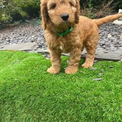 Cockapoo F1 puppies Dna tested parents ready to leave/cockapoo/Mixed Litter/8 weeks,4 beautiful cockapoo f1 puppies .
ready to leave on 20/07/24
they are well socialised
with people and our children and other dogs and our cats.they love playing in the garden.
they will be microchiped and vaccinated before leaving.
they have been wormed every 2 weeks since born with panacur
and will be flead.
Nel the mum is a red Kc registered working cocker spaniel she is loving playful companion for our family she is DNA tested clear
copy of test is available to be seen
Brian the dad is miniature poodle he is kc registered and DNA tested with copy of test available to be seen
he is a lovely dog who loves spending time with his owner.
purple collar girl available
 collar boy available
green collar boy available
yellow collar boy available