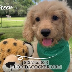 Adopt a dog:Green/Cockapoo/Male/Baby,Green, a charming light cinnamon male cockapoo puppy, is eagerly awaiting his forever home. Born this year on April 27, 2024, this little bundle of joy comes from a loving lineage—his mom is a 24 lb cream Cocker Spaniel, and his dad is a 25 lb grey merle Poodle. Green’s mom was surrendered to us because her previous owners no longer wanted her, but now Green and his siblings have the chance for a bright future. He will be adopted with a neuter contract to ensure his health and well-being. This playful pup would be adopted into a home with someone who can be around most of the time or with another dog for companionship. A fenced yard would be a wonderful bonus for Green to explore and play safely. If you're looking for a delightful and affectionate addition to your family, Green could be the perfect match. If you are interested in adopting, please fill out an application at https://www.floridacocker.org/adoptions. For more information, please call 813-245-1833. Potential adopters must have a verifiable veterinary history and should be willing to travel to the Tampa area for adoption if approved. ONLY APPROVED APPLICANTS WILL BE CONTACTED. This post will be removed once dog is placed. Please share this post!