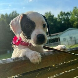 Adopt a dog:Sky/Pit Bull Terrier/Female/Baby,Sky is a female Pit Bull Terrier mix puppy, born on 5/14/24. She is very friendly and playful. And just look at that sweet face!