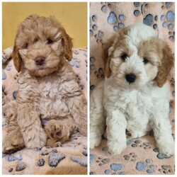 Adopt a dog:READY NOW DNA CLEAR Cheeky Cockapoo Puppies/Cockapoo/Female/8 weeks,We have 2 Beautiful Girl Cockapoo Puppies Available soon.
These funny little Characters will be well socialised on a daily basis with children ,daily household noises and other dogs .
Pups colours are
1x Apricot Merle girl
1 x Orange Roan girl

Mum is a Roan F2 Cockapoo and can be viewed.
Dad is a Merle F2 cockapoo .
Both parents are clear of
DM Exon2
rcd4 - PRA
NE
prcd -PRA
VWD 1
And mum is M-Locus clear making her safe to be mated with a Merle gene dog.
Both parents have fantastic temprements.
Pups will leave for their new homes : Health checked 1st vaccination, microchipped, flead & wormed to date and come with a puppy pack of scented blanket , food ,toys and paperwork
READY NOW