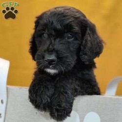 Thunder/Goldendoodle									Puppy/Male	/May 21st, 2024,Thunder is a smart, lil pup and would love to be your best,furry friend! He’s up to date on deworming and vaccinations, Vet checked with a Health Certificate and comes with a One Year Health Guarantee.