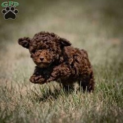 Haley/Toy Poodle									Puppy/Female	/8 Weeks,Meet Haley, an adorable Toy Poodle with a beautiful chocolate coat. This lovely female pup was born to Holly, who weighs 8 lbs, and Leo, who also weighs 8 lbs. Haley is ready to join her new family and comes with several key health and safety features. She is microchipped ($50 value), vet-checked, dewormed, and vaccinated.