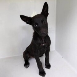 Adopt a dog:Ruby/German Shepherd Dog/Female/Baby,Ruby is a delightful 3-month-old black German Shepherd puppy with a heart full of love and a playful spirit. This little bundle of joy is already showing signs of the intelligence and loyalty that German Shepherds are known for. Ruby is a curious explorer, always eager to discover new things and meet new friends, whether they are humans or other pets.

Ruby is incredibly sweet-natured and loves to snuggle. She has a gentle disposition and is very affectionate. Ruby thrives on human interaction and enjoys being the center of attention. Her playful energy is infectious, and she can turn any day into an adventure.

At just 3 months old, Ruby is at the perfect age to start her training. She is already showing promise in her ability to learn new commands and is eager to please. With consistent training and positive reinforcement, Ruby will quickly become a well-behaved and loyal companion.

Ruby is looking for a loving home where she can grow and thrive. She would do well with an active family who can provide her with plenty of exercise, playtime, and mental stimulation. 

If you’re looking for a loving, intelligent, and energetic addition to your family, Ruby is the perfect puppy for you. 

DISCLAIMER- Breed type is determined based on general appearance and behavioral characteristics and cannot be guaranteed unless DNA test results or AKC registration were provided at intake.

***RUBY IS IN TEXAS, BUT AVAILABLE FOR ADOPTION AND TRANSPORT OUT OF STATE. Read below for more information.

Our dogs are transported to a predetermined location agreed upon by the rescue. The adoption contract and fee are finalized prior to transport. As a Pep's Pals Rescue direct adoption, the adoption interview/meet and greet occurs on video call (Skype, FB Messenger call, Facetime, etc).
 
Our adoption fee is $500 plus health certificate and transport (varies by location). This adoption fee includes all current vaccinations, deworming, microchip (additional $12.99 registration fee required at time of adoption), fecal analysis, spay/neuter, and a heartworm test if over 6 months old. There is a $100 deposit included which will be returned when the adopter has had Ruby spayed. All dogs are current on flea/tick and heartworm prevention. A health exam will be completed and a health certificate issued by a veterinarian within 10 days of transport.

If you are interested in adopting, please fill out the adoption application below:
https://petstablished.com/adoption_form/57837/generic