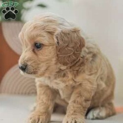 Max F1bb/Mini Goldendoodle									Puppy/Male	/6 Weeks,Max is a cuddly, and playfull Mini Goldendoodle. He is well socialized and our children love to play with Max and his siblings!