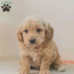 Max F1bb/Mini Goldendoodle									Puppy/Male	/6 Weeks,Max is a cuddly, and playfull Mini Goldendoodle. He is well socialized and our children love to play with Max and his siblings!