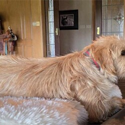 Adopt a dog:Addie/Norfolk Terrier/Female/Young,WE ARE A TX BASED RESCUE. THIS DOG IS CURRENTLY LOCATED IN TX AND WILL BE TRANSPORTED UPON ADOPTION. Please fill out an adoption application found at haydudeequine.org

Addie - You are the bridge between what was and what will be, my pathway to a new life!

Hello hello everyone, my name is Addie, adorableness at its finest!!  

I'm a youngster at around a year old. I am a tad bit shy at first meet but I warm up pretty quickly showing my incredibly sweet nature. I'm gonna need that patient home to help me adjust to family life. 

I do really well with other pups and would do best in a home with another confident pup where I can get my ques to learn this family life. I will need a more quiet home without small children, maybe where my person works from home or is retired. 

At just 15lbs I will make a great companion for leisurely strolls thru the neighborhood, a playmate for another 4 legged 'sibling' and the greatest confidante from heart to heart conversations to keeping all your secrets.

From my adorable good looks to my sweet nature, I'm ready to be all I can be....will I be YOURS?!!
Fill out my adoption application found at  haydudeequine.org