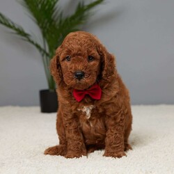 Bandit/Mini Goldendoodle									Puppy/Male	/7 Weeks,Meet Bandit, a sweet Mini Goldendoodle looking for his forever home. Raised with love by a caring family, Bandit is a bundle of joy and affection. He’s been vet checked, ensuring he’s healthy and ready for his new family. Plus, Bandit is microchipped, so you can have peace of mind knowing he’s safe. Up to date on vaccines and dewormer, he’s all set to bring happiness and companionship to your life. Bandit is playful, gentle, and perfect for families or anyone looking for a loyal friend. Don’t miss the chance to welcome this adorable pup into your home!