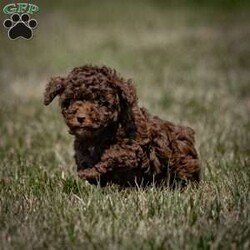 Haley/Toy Poodle									Puppy/Female	/8 Weeks,Meet Haley, an adorable Toy Poodle with a beautiful chocolate coat. This lovely female pup was born to Holly, who weighs 8 lbs, and Leo, who also weighs 8 lbs. Haley is ready to join her new family and comes with several key health and safety features. She is microchipped ($50 value), vet-checked, dewormed, and vaccinated.