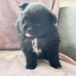 2 amazingly bred Pomeranian girls/Pomeranian/Female/5 weeks,I have 2 new born pups. One Black female and a Sable female.

Black girl £1000

Sable girl £1600


Mum is Black and both her parents were imports and FCI registered, unfortunately her parents were transferred over to KC so she was not registered as a pup. She is genetic tested to prove she's not mixed breed and we have also health tested her. She's only 3kg and of great breed standard.


Dad is a all white KC stud, again is only 3kg and of great breed standard.


Pups will be brought up in a busy household with 2 children, and other dogs of different sizes and breeds. they will be used to household noises, be crate trained, toilet trained and socialised.


They will come with 4 weeks free insurance, vet check, microchip, 1st vaccine, 2 weeks worth of food, puppy pack, contract and a lifetime of support

Join our facebook and instagram 