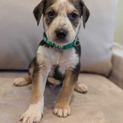 Adopt a dog:Whitaker/Labrador Retriever/Male/Baby,Name: Whitaker

Breed: Lab mix

Age: 8 weeks 7/22 (though vet estimates them to be older)

Gender: Male

Size: Medium

Pet has special needs: No

Shots up to date: Yes

Ok with kids: Yes

Housetrained: No

Hypoallergenic: No

Spayed: No

Ok with dogs: Yes

Ok with cats: Not sure

 

Whitaker is my name and being chill is my game! I'm also known for the freckles on my nose.

 

I'm part of the Raleigh Roads litter rescued by PIPs. We are officially the most adorable 11 puppies in the South! Because our mom is around 40 lbs, our foster parents think we will be around that size once we are all grown up. We are toy experts, love to run around the yard and get along well with other dogs. There are three human kids here caring for us and we love them!

 

Currently, we are practicing our crate time and going outside to potty. We have had our first shots and microchip. When the time comes, our spay and neuter is covered by the rescue with adoption.

 

If you're looking for a new family member that's equal parts playful and snuggly, look no further! Come meet me!