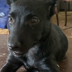 Adopt a dog:Ruby/German Shepherd Dog/Female/Baby,Ruby is a delightful 3-month-old black German Shepherd puppy with a heart full of love and a playful spirit. This little bundle of joy is already showing signs of the intelligence and loyalty that German Shepherds are known for. Ruby is a curious explorer, always eager to discover new things and meet new friends, whether they are humans or other pets.

Ruby is incredibly sweet-natured and loves to snuggle. She has a gentle disposition and is very affectionate. Ruby thrives on human interaction and enjoys being the center of attention. Her playful energy is infectious, and she can turn any day into an adventure.

At just 3 months old, Ruby is at the perfect age to start her training. She is already showing promise in her ability to learn new commands and is eager to please. With consistent training and positive reinforcement, Ruby will quickly become a well-behaved and loyal companion.

Ruby is looking for a loving home where she can grow and thrive. She would do well with an active family who can provide her with plenty of exercise, playtime, and mental stimulation. 

If you’re looking for a loving, intelligent, and energetic addition to your family, Ruby is the perfect puppy for you. 

DISCLAIMER- Breed type is determined based on general appearance and behavioral characteristics and cannot be guaranteed unless DNA test results or AKC registration were provided at intake.

***RUBY IS IN TEXAS, BUT AVAILABLE FOR ADOPTION AND TRANSPORT OUT OF STATE. Read below for more information.

Our dogs are transported to a predetermined location agreed upon by the rescue. The adoption contract and fee are finalized prior to transport. As a Pep's Pals Rescue direct adoption, the adoption interview/meet and greet occurs on video call (Skype, FB Messenger call, Facetime, etc).
 
Our adoption fee is $500 plus health certificate and transport (varies by location). This adoption fee includes all current vaccinations, deworming, microchip (additional $12.99 registration fee required at time of adoption), fecal analysis, spay/neuter, and a heartworm test if over 6 months old. There is a $100 deposit included which will be returned when the adopter has had Ruby spayed. All dogs are current on flea/tick and heartworm prevention. A health exam will be completed and a health certificate issued by a veterinarian within 10 days of transport.

If you are interested in adopting, please fill out the adoption application below:
https://petstablished.com/adoption_form/57837/generic