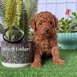 Adopt a dog:Purebred Toy Poodle Puppies /Poodle (Toy)/Both/Younger Than Six Months,Purebred Toy Poodles 100% DNA cleared of all genetic diseases2 Females 3 Males availableAll puppies priced at $2400All puppies are now ready for new homes.Mum's and Dad are DNA tested through orivet and are 100% clear of all genetic diseases ensuring healthy puppies. DNA results and parents are available for viewing when viewing puppies in person.Puppies are raised around children, adults, the elderly and other dogs in a clean home environment. They are being feed raw and cooked diet and Saviourlife puppy kibble. Nothing is spared in raising them.All puppies have been microchipped and vaccinated and have passed all health checks. We take pride in raising our puppies and are looking for forever loving homes.No time wasters pleaseCall ******** 665 REVEAL_DETAILS Breeders Licence #NCPI 9003047