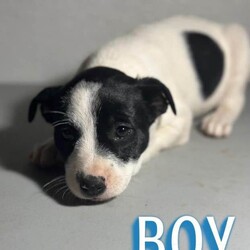 Adopt a dog:Clark Kent/Black Labrador Retriever/Male/Baby,FOSTER TO ADOPT CLARK KENT!  He is 8 wks old and 10-12 lb lab/catahoula mix.  He is happy and playful.  He is friendly to dogs and peoole.  A typical lab personality.  He will make a wonderful addition to your family.  Apply to take him home.  

An application must be filed before meeting any of our dogs or puppies.

What is included in our adoption fee:
*Age-appropriate vaccinations
*Deworming
*Lifetime Micro chip - no annual fee
*First Month of flea/tick prevention
*First Month of Heartworm prevention
**Spay/Neuter at our partner vet
**First month free of Trupanion pet insurance

The adoption Fee is $450 including neuter surgery

He is current on vaccines and has had a wellness exam, heartworm tested, and microchipped.
We have a 3-hour adoption radius so please do not apply if you live further away. Thank you
In order to meet any of our dogs, please fill out an application. To fill out an application
go to http://caninehumane.org/adoption-application/

IF THE DOG IS ON PETFINDER THEN IT IS STILL AVAILABLE

www.caninehumane.org

***BE SURE TO CHECK YOUR SPAM/PROMOTION EMAIL FOLDER FOR CHN RESPONSE TO YOUR APPLICATION***