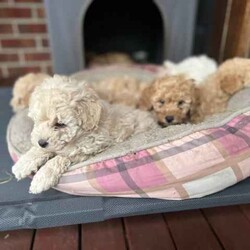 Toy poodle for sale/Poodle (Toy)/Female/Younger Than Six Months,