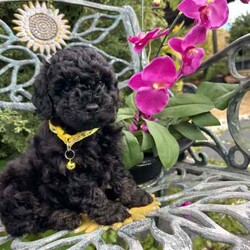 Adopt a dog:One boy and one girl Cavoodles available now./Cavoodle/Both/Younger Than Six Months,I have 3 x Cavoodle puppies F2 ready for their forever home! They are all beautiful unique colours with different markings.They all have their own personality as they love to play with their siblings and sit in your lap for cuddles too.They are adapting to the home environment and settle in quickly to their forever home. Their coat is super soft and won't want to stop the puppy cuddles once you start. They are progressing with their toilet training.All puppies come with their first vaccination and microchip.For more information, please contact Margaret