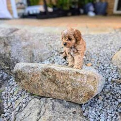 Adopt a dog:Adorable toy Cavoodle puppy for sale/Cavoodle/Female/Younger Than Six Months,If you are looking for a loving and playful addition to your family, this adorable toy Cavoodle puppy is the perfect choice. She is ready to find her forever home and bring joy to her new family.Details:- Breed: Toy Cavoodle (Both parents are Toy Cavoodles)- Date of Birth: June 2nd- Size: Small to Medium- Location: Everton Park, QLD- Registered Breeder: BIN0010452951110Health and Care:- Vaccinated- Microchipped- Vet-checked- Wormed- comes with a small care package: Blanket, twin pet bowl, toy, harness and lead setAbout the Puppy:- Super social and friendly- Almost toilet trained (ideal for homes with a backyard and a doggy door)- puppy videos:- https://www.dropbox.com/scl/fi/ytbt287fl5guebejfrhq0/Puppy-video-01.mp4?rlkey=36f1nm25t349h5rb6aqlalvgg&dl=0- https://www.dropbox.com/scl/fi/m3ks22llhokeq3hfh3f2y/Puppy-video-02.mp4?rlkey=kkl6l73jnli9dwzrhwjrd4xsj&dl=0Contact Information:For more details or to arrange a visit, please contact me at ******1351 or text me via SMS, WhatsApp or Gumtree . REVEAL_DETAILS 