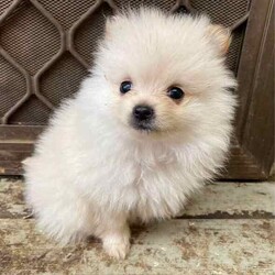 Female Pomeranian Puppy/Pomeranian/Female/Younger Than Six Months,Meet Miss Peggy the smallest of her litter and the last one leftPurebred female Pomeranian puppy ready for her forever home.She is very small and petite but loves to play and cuddle.She comes vaccinated, microchipped, wormed and vet checked. She is in perfect health.She is un desexedLooking for a beautiful loving home only.Chip number- 991001005425858Please no time wasters$2000 ono