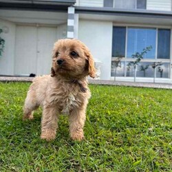 Cavoodle Puppies First Gen Ready for a new home!!/Cavoodle/Both/Younger Than Six Months,Cavoodle puppies first generation 8 weeks old ready for a new home!!Microchipped and vaccinatedX3 boysX1 GirlMother: Lexi (King Charles cavalier Purebred)Dad (Toy Poodle)Can meet the puppies in Parkwood Goldcoastregistered breeder and responsible pet breeders member (RPB)prefer call or textRonald ******7422 REVEAL_DETAILS Bill ******8950 REVEAL_DETAILS 