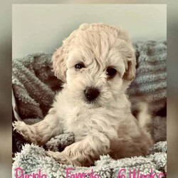 Adopt a dog:Moodle Puppies - 1 Females & 2 Males Left/Poodle (Toy)/Both/Younger Than Six Months,Family Owned & Operated Boutique Breeder of FB1 Moodle