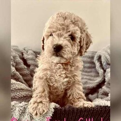 Adopt a dog:Moodle Puppies - 1 Females & 2 Males Left/Poodle (Toy)/Both/Younger Than Six Months,Family Owned & Operated Boutique Breeder of FB1 Moodle