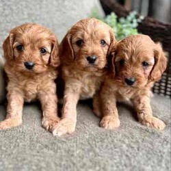 Adopt a dog:F1 TOY CAVOODLES - DNA CLEAR - REG BREEDER - HEALTH GUARANTEE/Cavoodle/Both/Younger Than Six Months,We here at Love My Oodle, are very proud to introduce our First Generation Toy Cavoodle puppies!!!Visit us on Instagram @lovemyoodle and our website lovemyoodle.com.au for more puppy cuteness and loads of info.Photos with 3 pups - male in the middle, females in each side.Individual photos, Male , female, female.Ready for their forever homes from 3rd August, 2024 They have been raised in a loving family environment, set on small acreage with plenty of lush grass to play alongside our 4 young children who keep them very entertained! They are the sweetest siblings with just as sweet personalities. Fun, loving, playful and just super cute! Cavoodles are a fantastic breed that suit many family types from singles, couples and families with children. Not only affectionate, they are quite intelligent too! Father being a Toy Poodle, they are low to non-shedding making them hypoallergenic. Mum is a sweet Cavalier King Charles Spaniel. Both with very sweet personalities. Both Parents are DNA breed specific tested and clear. We are a small family breeder, with a Domestic Animal Business with our local Council. We are also a member of Responsible Pet Breeders Australia. All pups will come with the following:* 2 months FREE pet insurance* 3 Year-Health Guarantee* Vet checked* 1st vaccination* Microchipped* Wormed regularly from 2 weeks of age* Shampoo + Conditioner* Nexgard Specta all in one chew* Advance puppy kibble* LUKA Human grade wet food* Puppy blanket* Puppy toy* Puppy training treats* Puppy collar* Puppy information booklet to help with the transition If you feel one of our little gems is the right suit for you or your family, please feel free to contact me. I do prefer to chat to potential purchasers to make sure these little ones are going to the best of homes. And for those who are from interstate, we are happy to organise transportation at purchasers’ expense.Please note, people who take the time to call to discuss these beautiful pups, will get priority over messages, emails and texts.