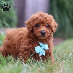 Auburn/Miniature Poodle									Puppy/Male	/8 Weeks,Introducing Auburn! This Mini Poodle cutie is a bundle of joy wrapped in fur. With his heart-melting eyes and fluffy ears, he is ready to steal your heart from the moment you meet him. This darling boy thrives on attention and playtime. Whether it’s a game of fetch or a snuggle session on the couch, he is always up for some fun and cuddles. His infectious energy and bubbly personality make every moment spent with him an absolute delight. With his soft, wiggly tail and endless enthusiasm, she will quickly become the center of attention wherever he goes. Get ready to embark on countless adventures and make cherished memories with this lovable little companion by your side.