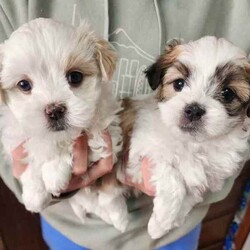 Maltese x Shih puppies /Maltese Shih Tzu/Male/Younger Than Six Months,Maltese x Shih puppiesThey will be vet check, Microchipped & Vaccinated.They will be fluffy and soft.There hypoallergenic dog's.Both parents have beautiful, friendly natured, and have been brought up around children. DOB: 10/6/24 Ready for there forever home on the 5/8/24Taking deposit of $200 now.After deposit is made to secure you're pup, pictures will be sent every week till pickup.If you have any farther questions don't hesitate to call ******** 278. REVEAL_DETAILS 