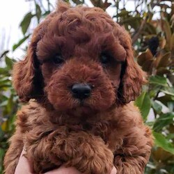 CAVOODLE- 2x Female 2x Male Available Aug 4th /Cavoodle/Both/Younger Than Six Months,Our gorgeous Puppies have been wormed from 2 weeks of age & will be continually wormed until they go to their forever homes.All puppies have had their Vet Health check 1st Vaccination, Microchipped & come with a perfect bill of health.Our Babies have been raised in our home with lots of love & attention and are extremely sociable and playful.We provide a pack to take home with Puppy Food, blanket with mum's smell, puppy toys to make the transition to their new home easier, also Puppy Vaccination certificate with vet history - and a worming schedule to continue at home.Your welcome to come see the puppies in Melton 3337, or we are happy to face time if easier.